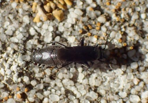Pachytomella passerinii
